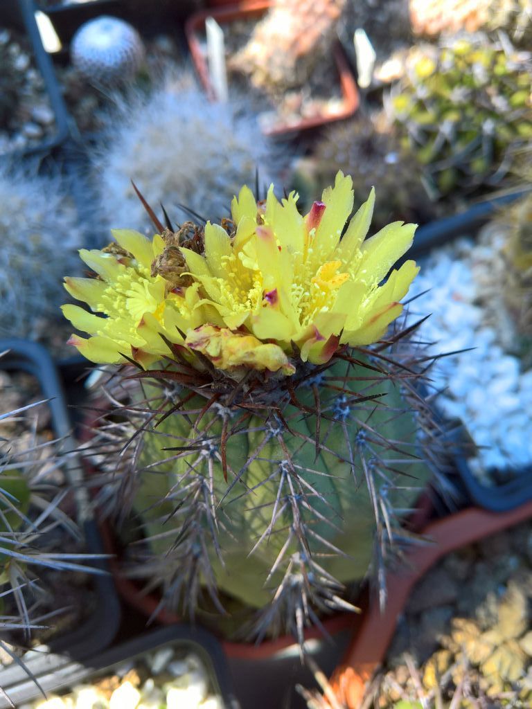 Copiapoa cinerea